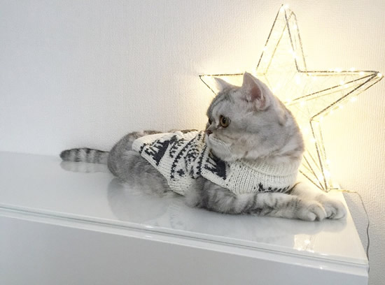 セーターを着てくつろぐ猫