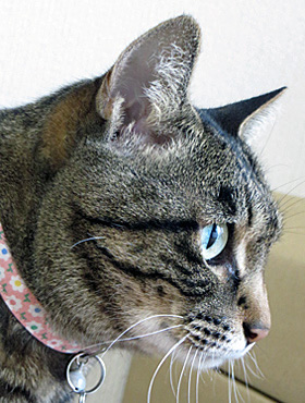 ピンクの花柄首輪をつけた猫