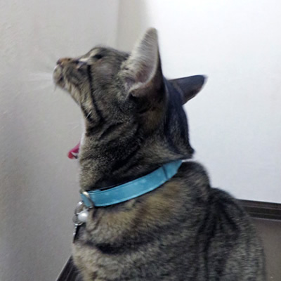 青い首輪をつけてあくびをする猫