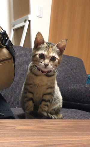 赤いタータンチェックの子猫用首輪をつける子猫