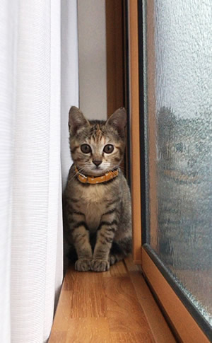 黄色いドットの子猫用首輪をつける子猫
