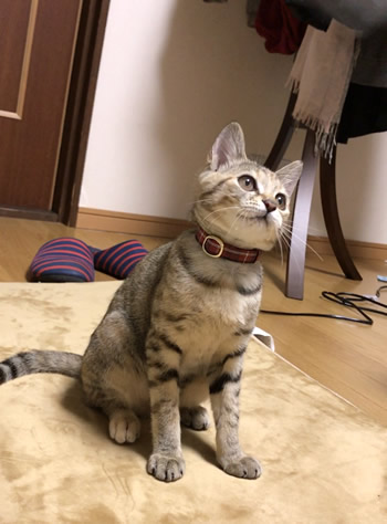 斜め上から見た赤いタータンチェックの子猫用首輪をつける子猫