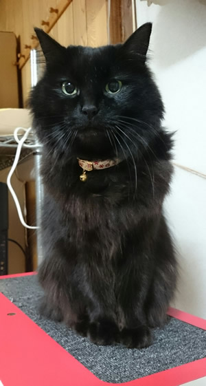 猫の首輪 お客様からの写真