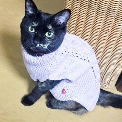 ピンクの猫用セーターを着る黒猫