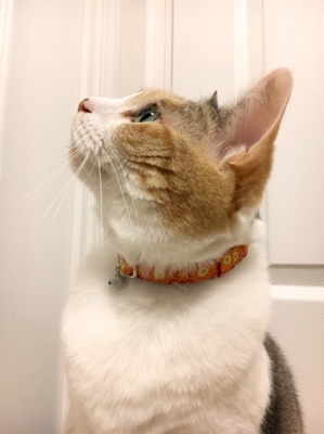 オレンジの花柄の首輪をした三毛猫さん