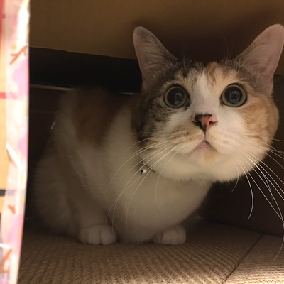 かくれる三毛猫さん