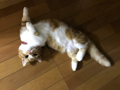 赤い首輪をしてくつろぐ猫ちゃん