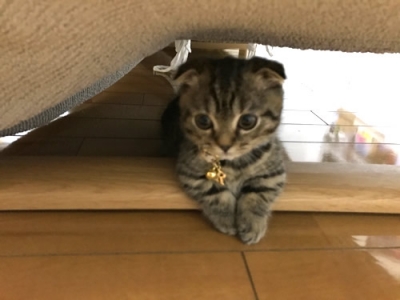 チャームの首輪をつけた子猫