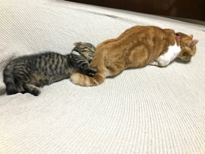 先住猫にまとわりつく子猫