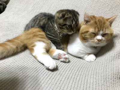 首輪をつけた子猫と先住猫