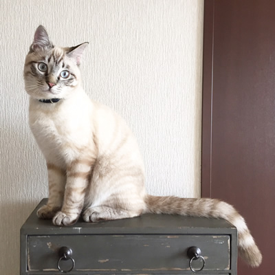 タータンチェックの首輪をつけた白い猫
