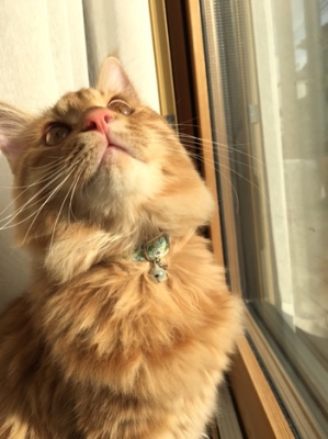 青い花柄の首輪をつけた茶色のロングヘアの猫