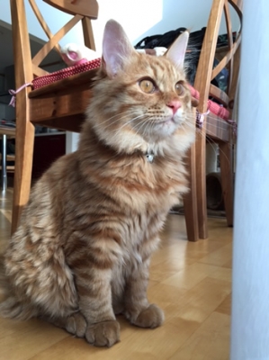正面からみた青い花柄の首輪をつけた茶色のロングヘアの猫