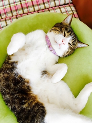 水玉の首輪をしてごろんしているキジトラの猫ちゃん