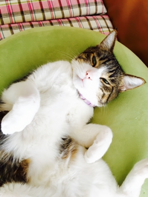 水玉の首輪をしてごろんしているキジトラの猫ちゃん