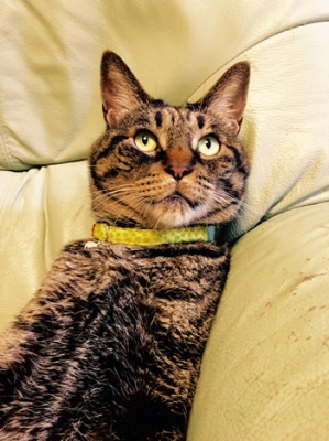 花柄の黄色の首輪をした猫ちゃん