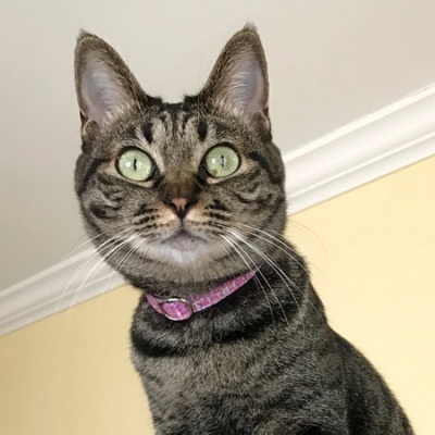 ピンクのツイード柄の首輪をつけた猫ちゃん