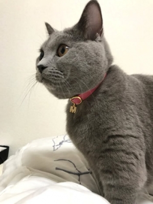 チャーム付きの桜色の首輪をした猫ちゃん