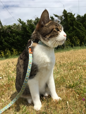 リードと首輪をした猫ちゃん