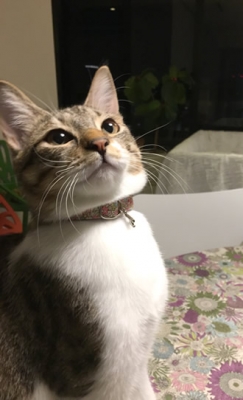 ピンクの花柄の首輪をした猫