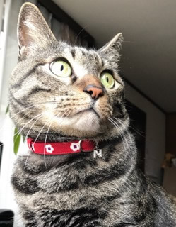 和風の赤い首輪をしている猫