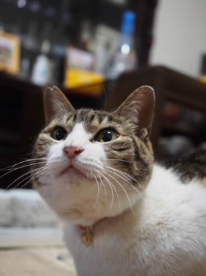 オレンジ色の首輪をして笑顔の猫さん