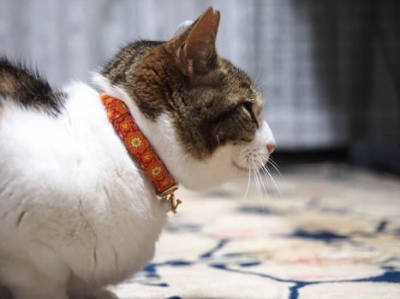 オレンジ色の首輪をする猫の横姿