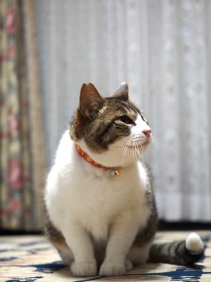 オレンジ色の首輪をする猫