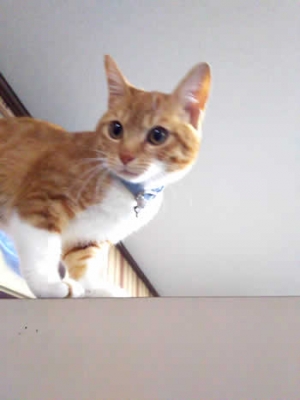水色の首輪をする茶トラに白毛の猫