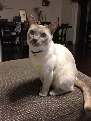 青い首輪をするシャム猫さん