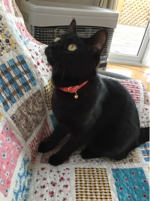 赤いハート柄の猫の首輪をした黒猫さん