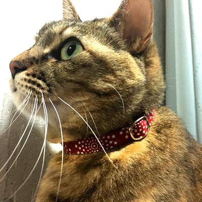 赤い猫の首輪をしているキジトラ猫