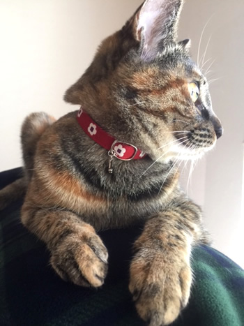 和風の花柄の首輪をするサビ猫さん
