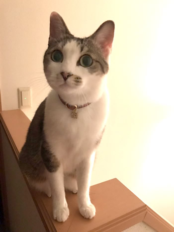 赤いタータンチェックの首輪をする猫