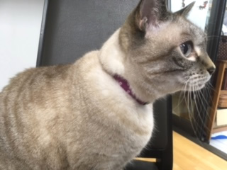 紫色の首輪をした猫