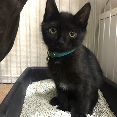 水色の首輪をした黒猫の子猫