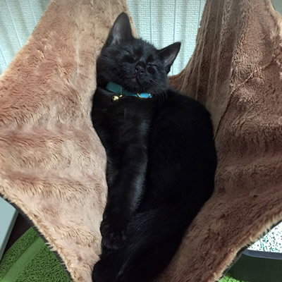 水色の首輪をした黒猫の子猫