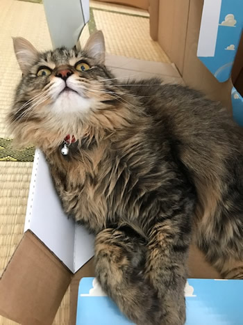 赤い水玉の首輪をした長毛の猫
