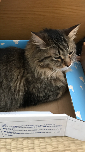赤い水玉の首輪をした長毛の猫ー