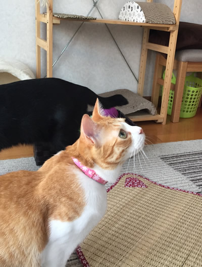 ピンクの花柄の首輪をした猫