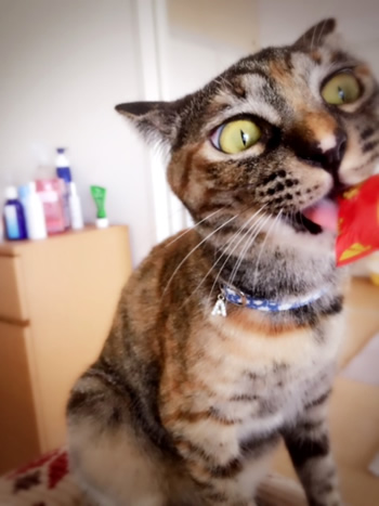 青い花柄の首輪をした猫
