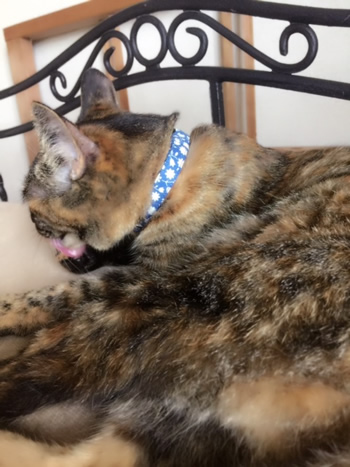 青い花柄の首輪をした猫