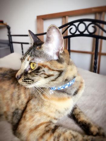 青い花柄の首輪をした猫