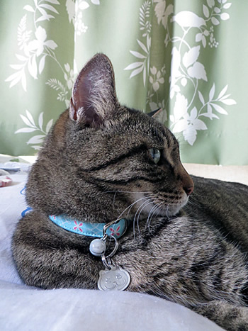 水色の首輪をしたキジトラの猫