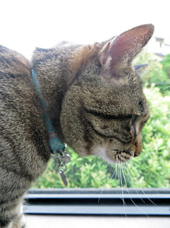 水色の首輪をしたキジトラの猫