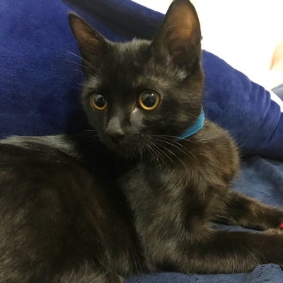 青い首輪をした黒猫さん