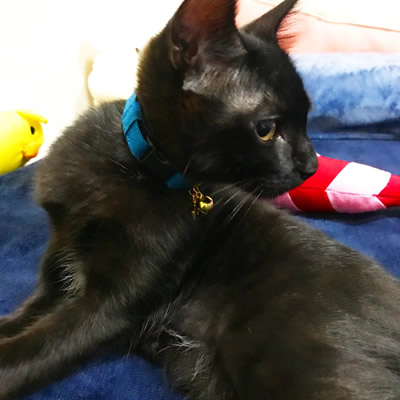 青い首輪をした黒猫さん
