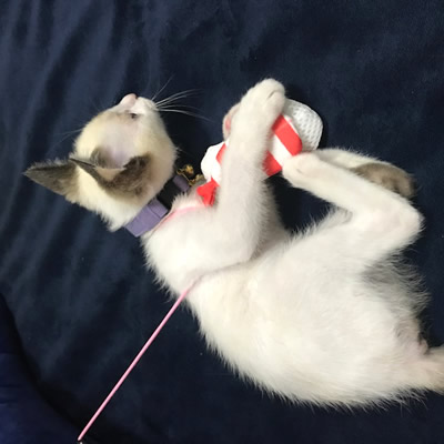 子猫用首輪をした子猫ちゃん