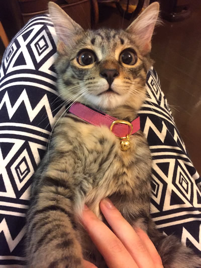 子猫の安全首輪