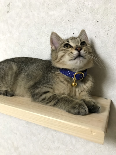 子猫用首輪